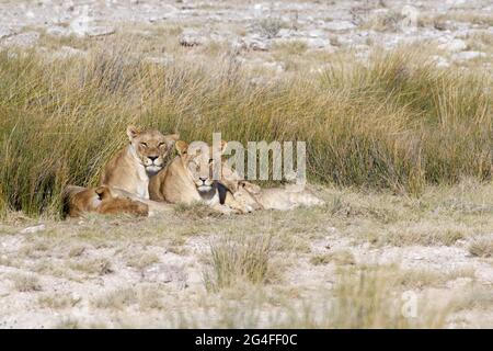 Afrikanische Löwen (Panthera leo), Erwachsene Weibchen mit Jungen, liegen im Gras neben dem Wasserloch, Etosha National Park, Namibia, Afrika Stockfoto