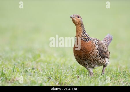 Westauerhahn (Tetrao urogallus), Auerhuhn beim Wandern auf alpiner Wiese, Tirol, Österreich Stockfoto