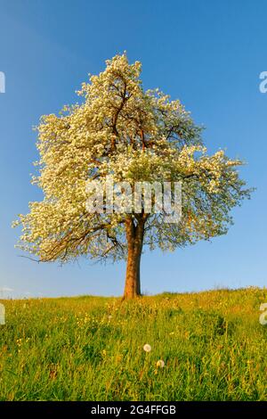 Einsamer Baum, blühender Birnenbaum im Frühling im Abendlicht, Zürcher Oberland, Schweiz Stockfoto