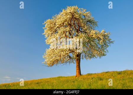 Einsamer Baum, blühender Birnenbaum im Frühling im Abendlicht, Zürcher Oberland, Schweiz Stockfoto