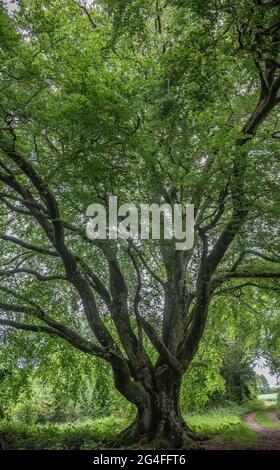 Alte Buche, New Forest Stockfoto