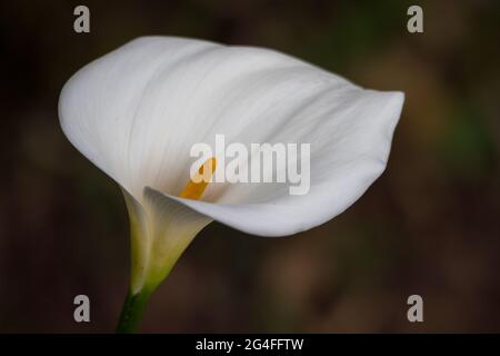 Elegante weiße Calla-Lilie blühen in scharfem Fokus mit zartem gelbem Stempel, sanftem natürlichem Licht und verschwommenem grünem Laubhintergrund Stockfoto