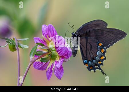 Weibliche dunkle Morph östlichen Tiger Schwalbenschwanz Schmetterling auf lila Dahlia Blume Stockfoto