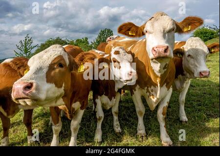 Weibliche Hausrinder (Bos taurus) ohne Horn, neugierige Kühe auf der Weide, Nidda, Hessen, Deutschland Stockfoto