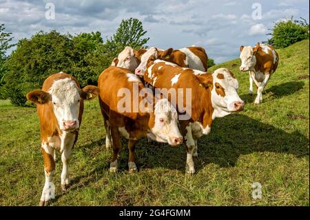 Weibliche Hausrinder (Bos taurus) ohne Horn, neugierige Kühe auf der Weide, Nidda, Hessen, Deutschland Stockfoto