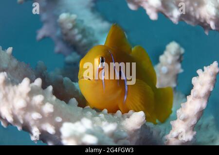 Gobiodon citrinus. Unterwasserwort des Roten Meeres. Das Foto wurde in Makadi Bay, Hurghada, Ägypten, aufgenommen Stockfoto