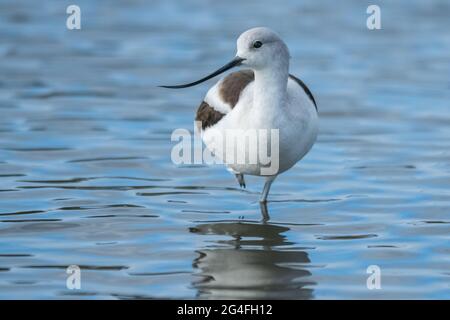 American Avocet watet im Wasser Stockfoto