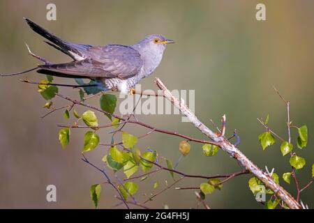 Kuckuck (Cuculus canorus) Biosphärenreservat Mittelelbe, Sachsen-Anhalt, Deutschland Stockfoto