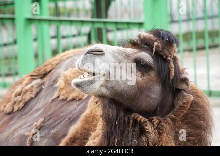 Einzelnes baktriisches Kamel in einem Zoo aus der Nähe Stockfoto