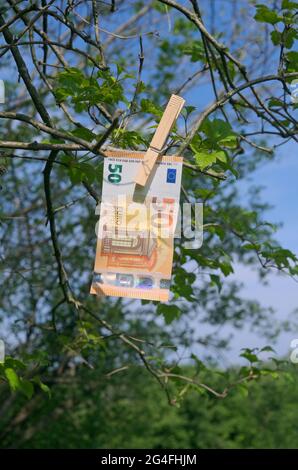 50 Euro Banknote hängt am Baum Stockfoto