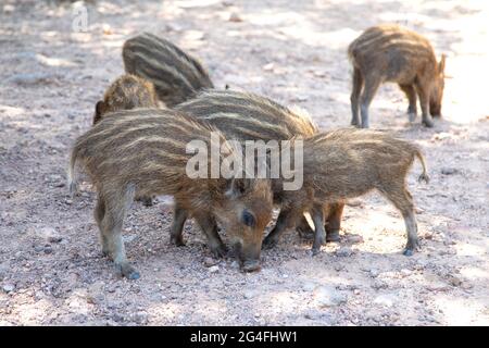 Wildschweinbabys im 'Massif de l'Esterel' an der französischen riviera Stockfoto