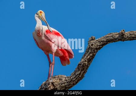 Rosige Löffler thront auf Ast Stockfoto