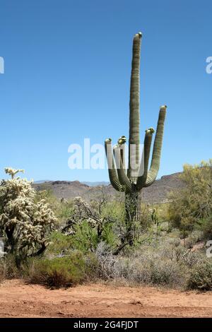 Ein großer 6 bewaffneter Saguaro Kaktus in der Wüste in Arizona, Amerika, gegen einen klaren blauen Himmel. Stockfoto