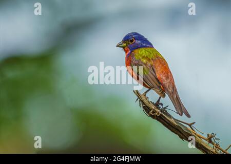 Painted Bunting sitzt auf einem Ast Stockfoto