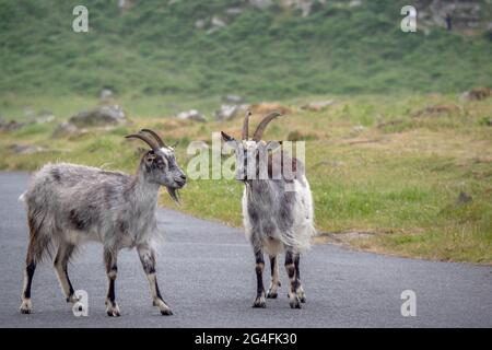 Nahaufnahme von zwei wilden Ziegen stehen auf der Straße. Valley of Rocks, in der Nähe von Lynton, North Devon, England. Man hat einen Juckreiz! Stockfoto