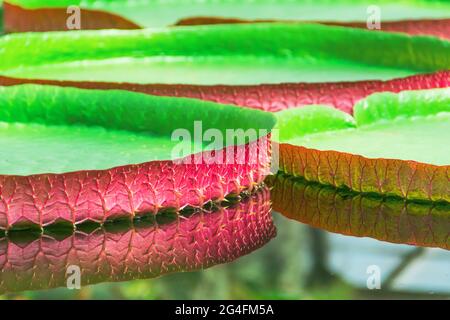 Riesige rote grüne Seerose von Victoria Amazonica in einem tropischen Teich Stockfoto