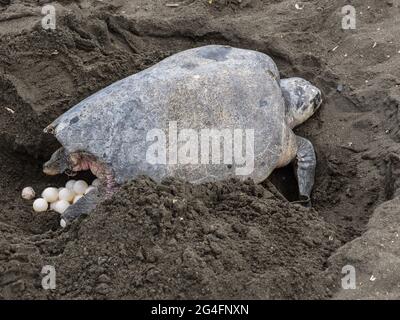 Olive Ridley (Lepidochelys olivacea) Meeresschildkröte, die Eier in Playa Ostional, Costa Rica legt. Stockfoto