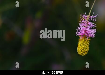 Sicklebush Flower (Dichrostachys cinerea) in Südafrika Nahaufnahme mit verschwommenem Hintergrund und Kopierraum Stockfoto