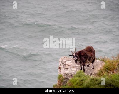 Feral Ziege auf felsigen Felsvorsprung mit Blick auf das Meer an der zerklüfteten Küste von Nord-Devon. Stockfoto