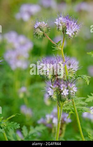 Blühende Bienenweide, Phacelia, Nahaufnahme Stockfoto