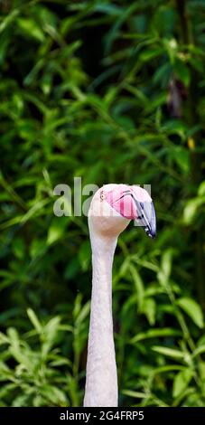 Frontales Porträt eines Flamingos, Phoenicopterus roseus, vor einem verschwommenen Hintergrund mit grünen Blättern Stockfoto