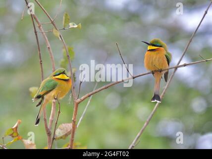 Vogelbeobachtung ist in Südafrika sehr lohnend Stockfoto