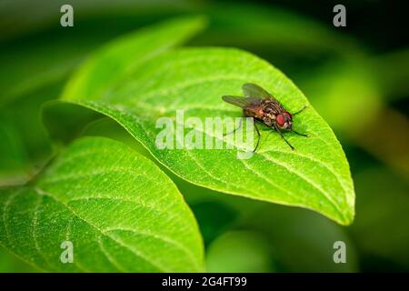 Detail einer Blowfly, die auf einem Blatt vor einem dunkelgrünen Hintergrund sitzt Stockfoto