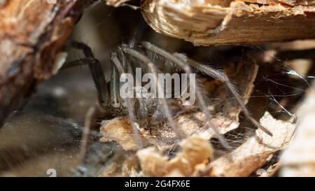 Labyrinthspinne (Agelena labyrinthica), die sich im Internet in einem Insektenhotel, Großbritannien, ausruhen Stockfoto