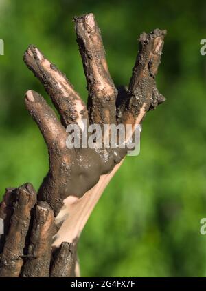 Schmutzige, nasse, muddige Hände einer jungen Frau im Freien an einem sonnigen Sommertag Stockfoto