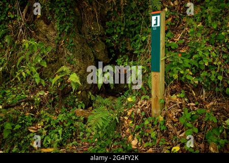 Montnegre Wälder in der Nähe von Santa Maria de Montnegre, im Frühherbst (Barcelona, Katalonien, Spanien) ESP: Bosques de la Umbría del Montnegre (Cataluña) Stockfoto