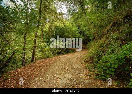 Montnegre Wälder in der Nähe von Santa Maria de Montnegre, im Frühherbst (Barcelona, Katalonien, Spanien) ESP: Bosques de la Umbría del Montnegre (Cataluña) Stockfoto