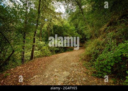 Montnegre Wälder in der Nähe von Santa Maria de Montnegre, im Frühherbst (Barcelona, Katalonien, Spanien) ESP: Bosques de la Umbría del Montnegre (Cataluña) Stockfoto