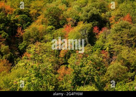 Montnegre Wälder in der Nähe von Santa Maria de Montnegre, im Frühherbst (Barcelona, Katalonien, Spanien) ESP: Bosques de la Umbría del Montnegre (Cataluña) Stockfoto