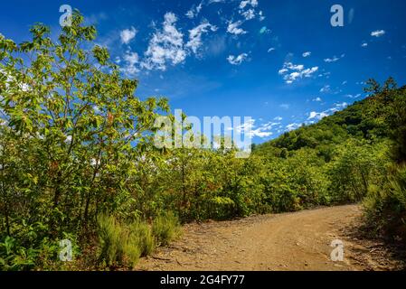 Montnegre Wälder in der Nähe von Santa Maria de Montnegre, im Frühherbst (Barcelona, Katalonien, Spanien) ESP: Bosques de la Umbría del Montnegre (Cataluña) Stockfoto