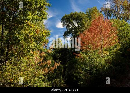 Montnegre Wälder, in der Nähe von Santa Maria de Montnegre, im Frühherbst (Barcelona, Katalonien, Spanien) ESP: Bosques de la Umbría del Montnegre (Cataluña) Stockfoto