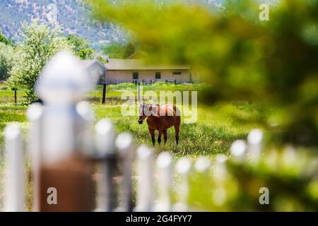 Pferde grasen auf der Weide am Rande der kleinen Bergstadt Salida, Colorado, USA Stockfoto