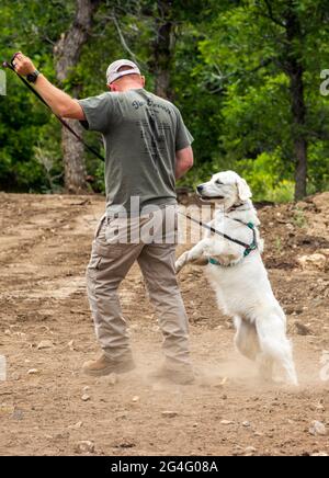 Männlicher Trainer mit elektrischen Schlagringen mit Golden Retriever Hund in Schlangenvermeidungswerkstatt Stockfoto