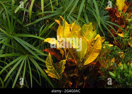 Croton (Codiaeum variegatum) und Cyperus alternifolius (Umbrella Papyrus), ausgewählte FOCUS, eine beliebte Zimmerpflanze mit vielen Sorten und hübschem Colorfu Stockfoto