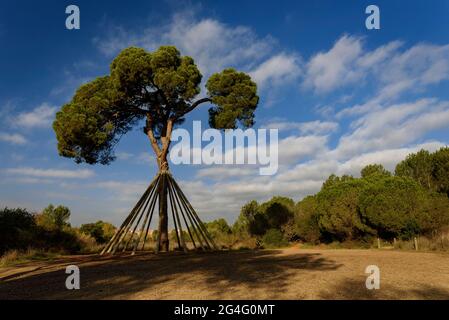 Pine d'en Xandri, ein monumentaler Baum auf dem Collserola-Berg bei Sant Cugat del Vallès (Barcelona, Katalonien, Spanien) Stockfoto