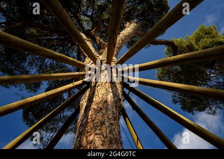 Pine d'en Xandri, ein monumentaler Baum auf dem Collserola-Berg bei Sant Cugat del Vallès (Barcelona, Katalonien, Spanien) Stockfoto