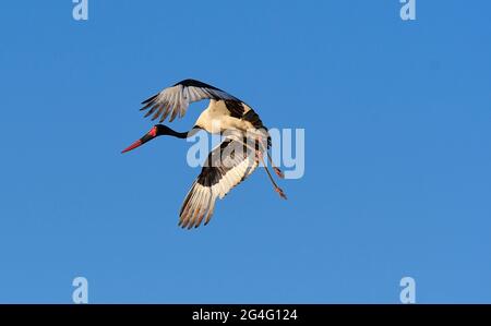 Vogelbeobachtung ist in Südafrika sehr lohnend Stockfoto