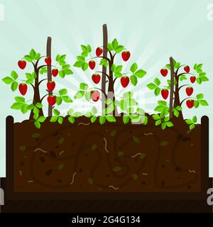 Erdbeerbäume. Kompostierungsprozess mit organischen Substanz, Mikroorganismen und Regenwürmern. Abgefallene Blätter auf dem Boden. Stock Vektor