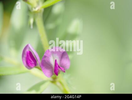 Blasse, zarte Aufnahme von zwei wild wachsenden dunkelrosa süßen Erbsenblüten. Mit Copyspace. Stockfoto