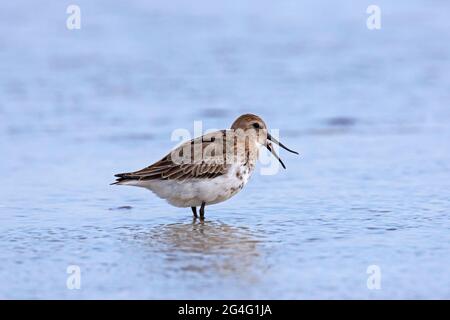 Dunlin (Calidris alpina) im Winter ruft das Gefieder im Herbst am Strand an Stockfoto