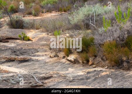 Ein ausgetrocknetes Flussbett im September 2017 auf dem Gifberg in der Nähe von VanRhynsdorp im westlichen Kap von Südafrika Stockfoto