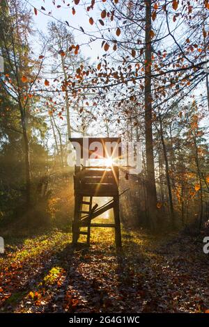 Erhöhte Haut / Jagd blind / Hirschstand / Rehe stehen und Sonnenstrahlen durch Bäume im Herbstwald leuchten Stockfoto