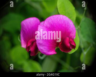 Nahaufnahme der wild wachsenden dunkelrosa süßen Erbsenblüten. Stockfoto