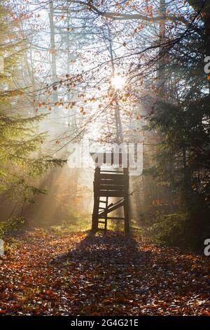 Erhöhte Haut / Jagd blind / Hirschstand / Rehe stehen und Sonnenstrahlen durch Bäume im Herbstwald leuchten Stockfoto