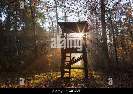 Erhöhte Haut / Jagd blind / Hirschstand / Rehe stehen und Sonnenstrahlen durch Bäume im Herbstwald leuchten Stockfoto