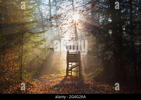 Erhöhte Haut / Jagd blind / Hirschstand / Rehe stehen und Sonnenstrahlen durch Bäume im Herbstwald leuchten Stockfoto